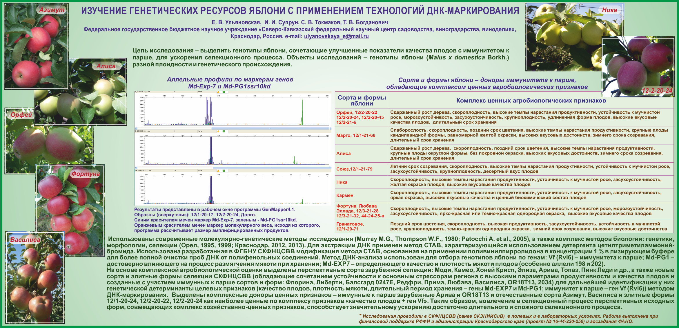 При расшифровке генома яблони было установлено. Растительные генетические ресурсы. Иммунные сорта яблонь. Оценка селекционно генетических параметров. Генетика яблони.